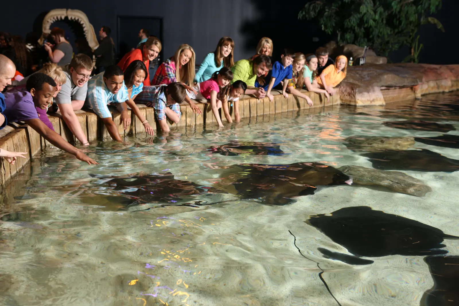 Penguin exhibit at Ripley's Aquarium